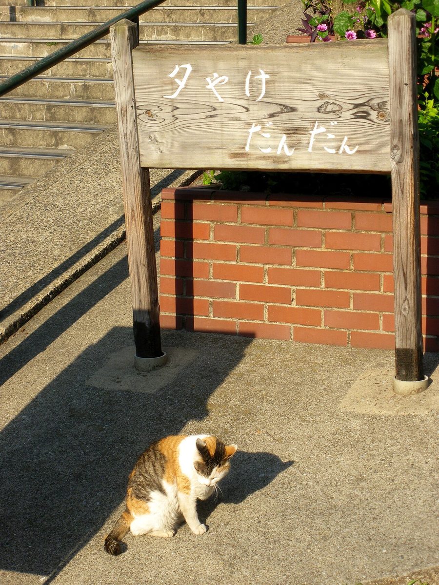 Gato tricolor sentado en una escalera